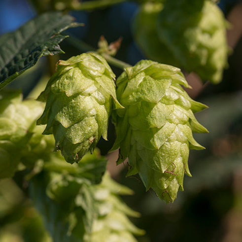 Safe and natural ingredients